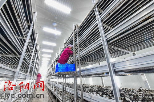 嵩縣田湖鎮(zhèn) 蘑菇種植工廠化 特色產(chǎn)品助振興