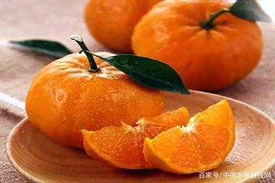 一縣一品公益助農!粵東第一道觀紫金觀,廣東紫金農特產品春甜桔