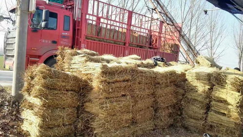 防汛草袋使用應該注意的問題 稻夫草編制品廠